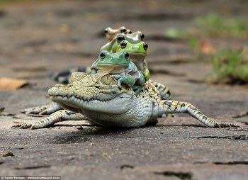 i.dailymail.co.uk_i_pix_2016_11_04_11_3A0DEA2000000578-3904832-Hilarious_pictures_show_the_moment_the_five_tree_frogs_clambered-a-8_1478258024719.jpg